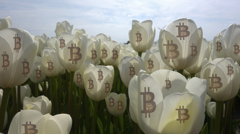 bitcoin tulip