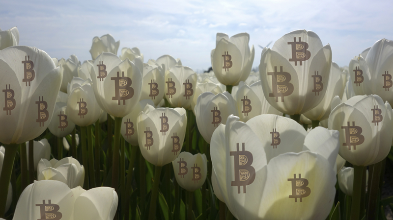 tulip bulb mania bitcoin