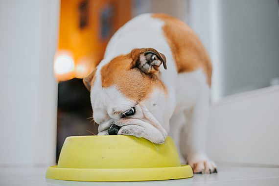 Butternut Box lands largest-ever VC pet tech deal