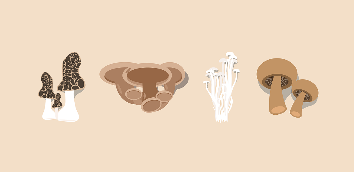 Who is founding and funding fungi startups? - Vimarsana News